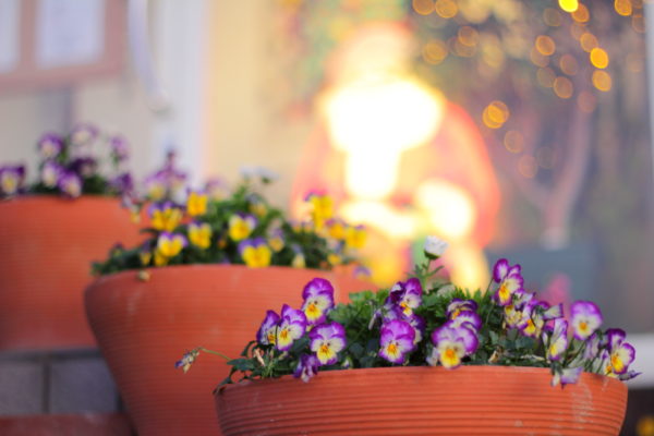 エントランスのビオラ